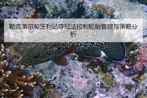 lei-ke-lai-er-xiong-ya-li-zhan-duo-guan-fa-la-li-lun-tai-guan-li-yu-ce-lve-fen-xi-2-189.jpg
